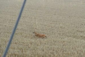 La montgolfière surprend une biche