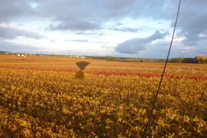 Rasez les vignes en montgolfière