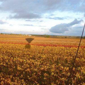 Rasez les vignes en montgolfière